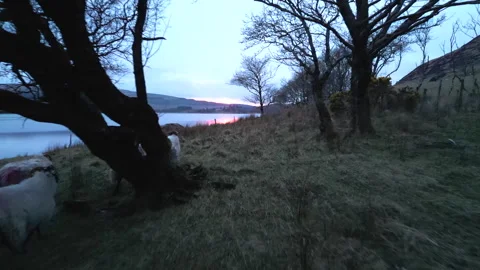 Dunlewey Sheep Sunset Stock Footage 274720113
