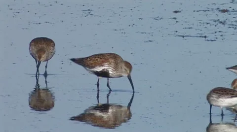 Dunlin 1 Stock Footage 8508591