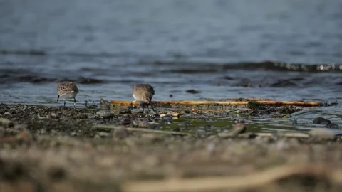 The dunlin - bird Stock Footage 318373391