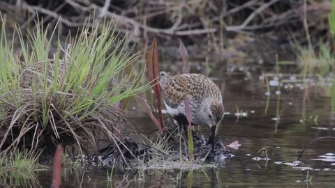 Dunlin Bird in the water Stock Footage 73284079