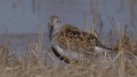 Dunlin (Calidris alpina) cleans feathers Stock Footage 280773053