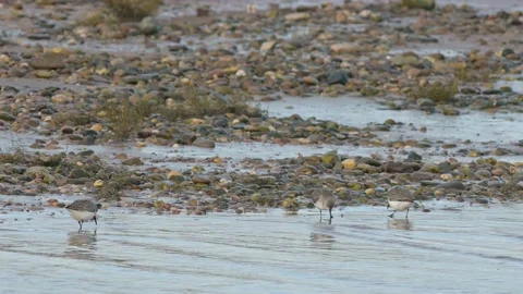 Dunlin, Calidris alpina - Dunlins in the environment during migration Stock Footage 231828606