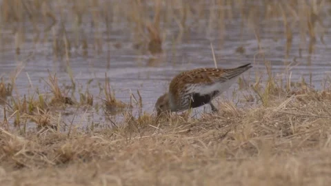 Dunlin (Calidris alpina)  eats Stock Footage 280772899