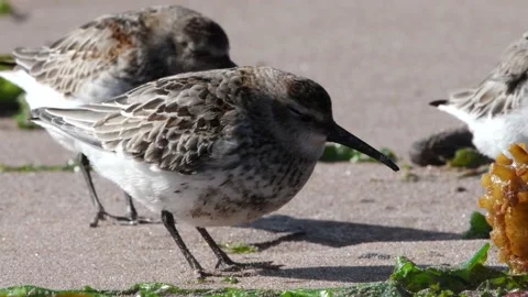 Dunlin Calidris alpina in environment. Stock Footage 141487968