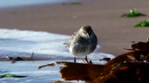 Dunlin Calidris alpina in environment. Stock Footage 141488035