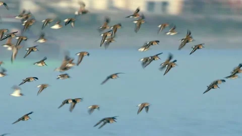 Dunlin (Calidris alpina) Stock Footage 143086864