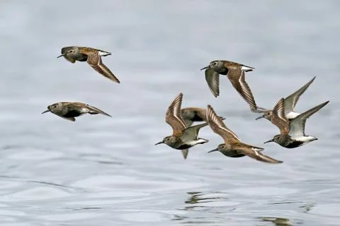 Dunlin (Calidris alpina) Stock Photos