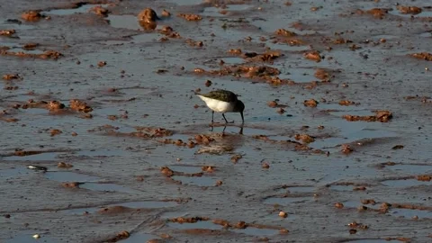 Dunlin, Calidris alpine Stock-Footage 139923085
