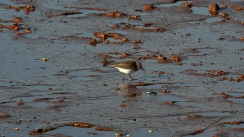 Dunlin, Calidris alpine Vidéo 139923109