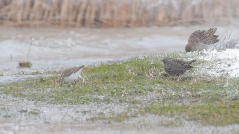 Dunlin, Common Starling and Ruff looking for food in the grass. Video stock 96366285