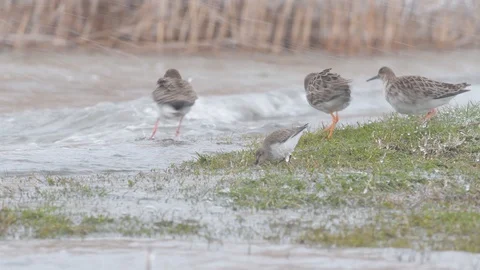 Dunlin, Common Starling and Ruff looking for food in the grass. Stock Footage 96366293