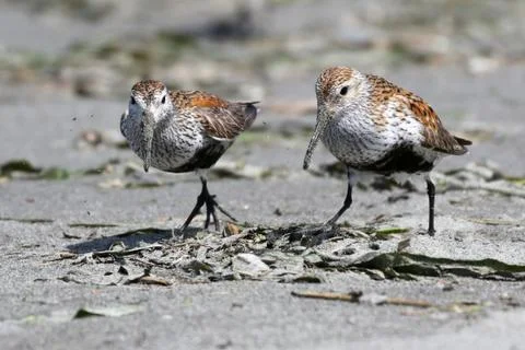 Dunlin Feeding Stock Photos