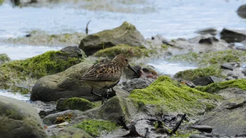 Dunlin Foraging Among Kelp-Covered Rocks on the Icelandic Coastline Stock Footage 339634736
