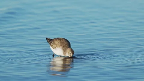 A dunlin foraging in japan Stock Footage 328452988