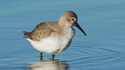 A dunlin foraging (slow motion) Stock Footage 328453209