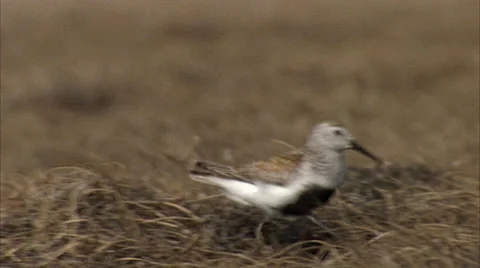 Dunlin goes to nest Stock Footage 30009423