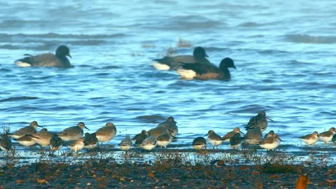 Dunlin, Knot and Sanderling Stock Footage 143049255