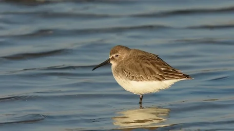 Dunlin looking around Stock Footage 86214506