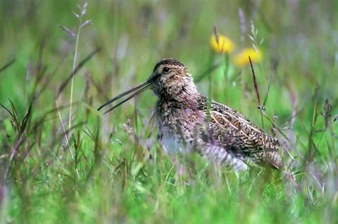 Dunlin Foto stock