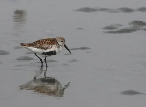 Dunlin Stock Photos