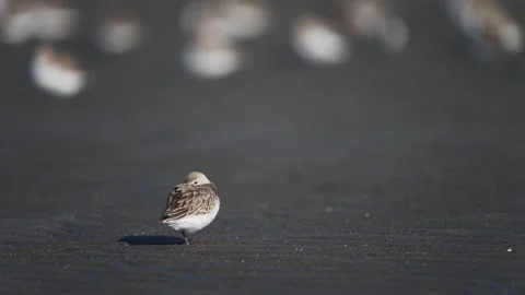 A dunlin at rest in japan Stock Footage 333624044