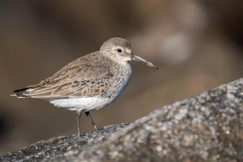 Dunlin in Rocks Stock Photos