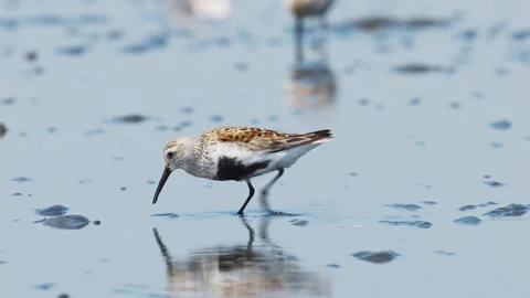 Dunlin in summer plumage foraging Stock Footage 337621232
