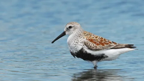 Dunlin summer plumage foraging (slow motion) Stock Footage 337621350
