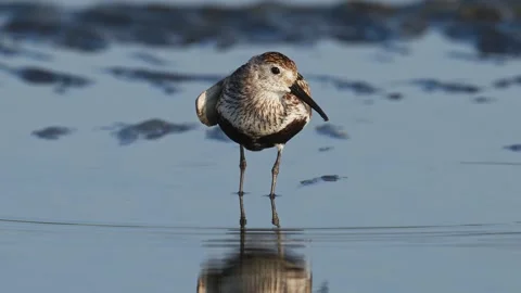 Dunlin in summer plumage foraging (slow motion) Stock Footage 344953910