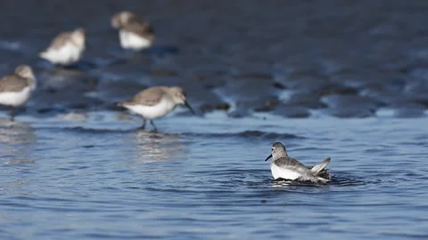 A Dunlin taking off after bathing (slow motion) Stock Footage 333624002