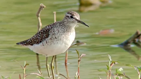 Dunlin waterbird in pond 库存影片 335661682