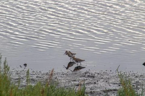 Dunlins feed in shallow water. Stock Photos