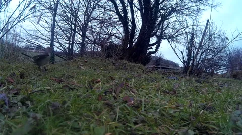 Dunnock 04 with Chaffinch Video stock 47213222