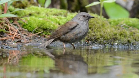 Dunnock is bathed Video stock 76356390