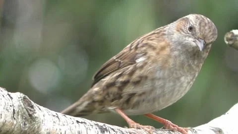 Dunnock Bird Stock Footage 229711985