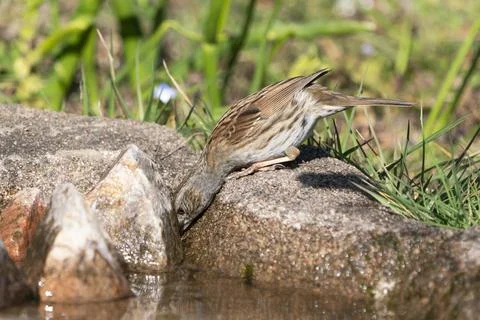 Dunnock bird on the ground Stock Photos