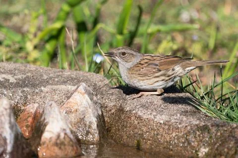 Dunnock bird on the ground Stock-Fotos