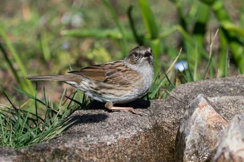 Dunnock bird on the ground Stock Photos