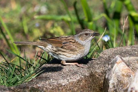 Dunnock bird on the ground Stock Photos