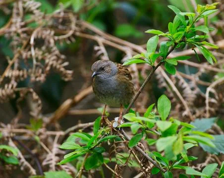 Dunnock Bird Stock Photos