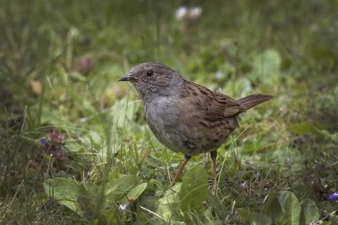 Dunnock feeding in the meadows Foto stock