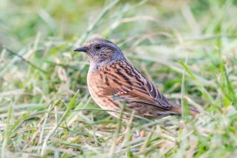 Dunnock in field Stock Photos