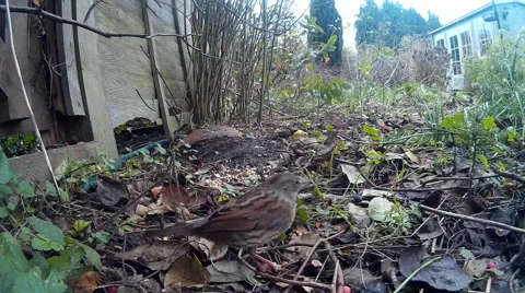 Dunnock in flower bed plus robin Video stock 57501659