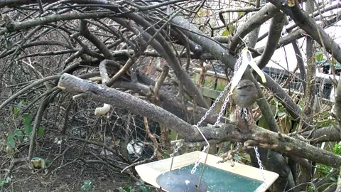 Dunnock Stock Footage 236391209