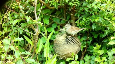 Dunnock Video stock 280018963