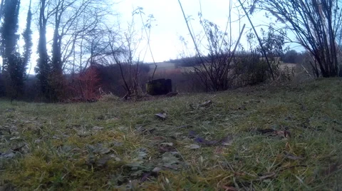 Dunnock on lawn 01 Stock Footage 47209368