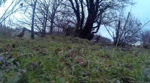 Dunnock on lawn 03 Stock Footage 47201882