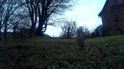 Dunnock on lawn 04 Stock-Footage 47217305