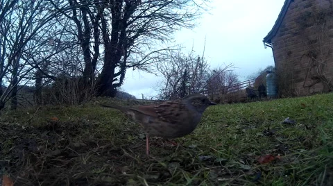Dunnock on lawn 05 Video stock 47217239