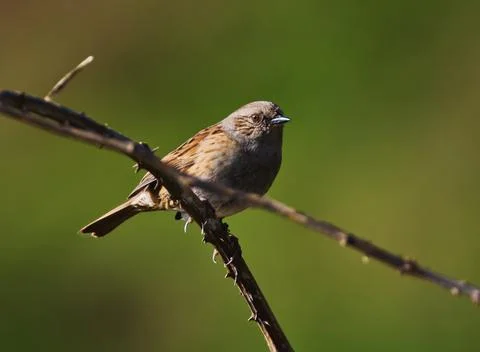 Dunnock looking at the camera again Stock Photos